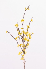 Forsythiatak geel 88cm